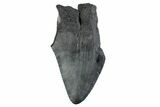 Partial Megalodon Tooth - South Carolina #359120-1